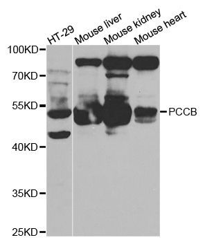 Western blot - PCCB antibody (144-05415)