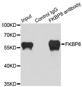 Immunoprecipitation - 1ug FKBP8 antibody (144-07085)