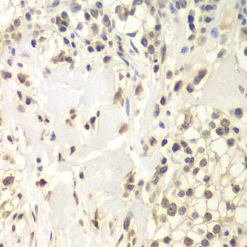 Immunohistochemistry - USP7 antibody (144-60394)