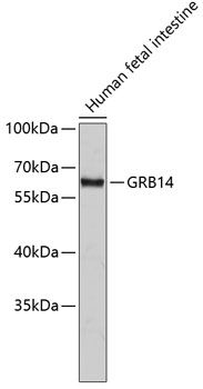 Western blot