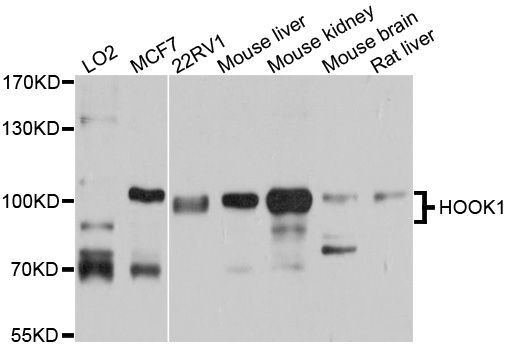 Western blot - HOOK1 antibody (144-04731)