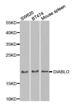 Western blot - DIABLO antibody (144-02564)