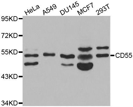 Western blot - CD55 antibody (144-01228)