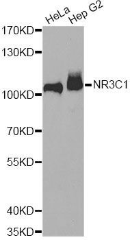 Western blot - NR3C1 antibody (144-60437)