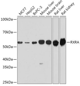 Western blot