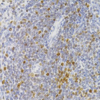 Immunohistochemistry - NASP Antibody (144-06938)