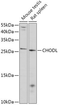 Western blot