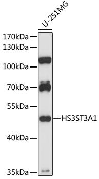 Western blot