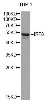Western blot - IRF8 antibody (144-60440)