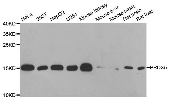 Western blot - PRDX5 antibody (144-60090)