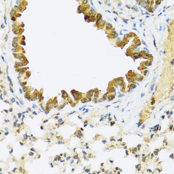 Immunohistochemistry - FAM20A antibody (144-08496)