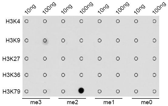 Dot-blot - DiMethyl-Histone H3-K79 antibody (144-61341)
