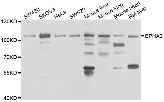 Western blot - EPHA2 antibody (144-07183)