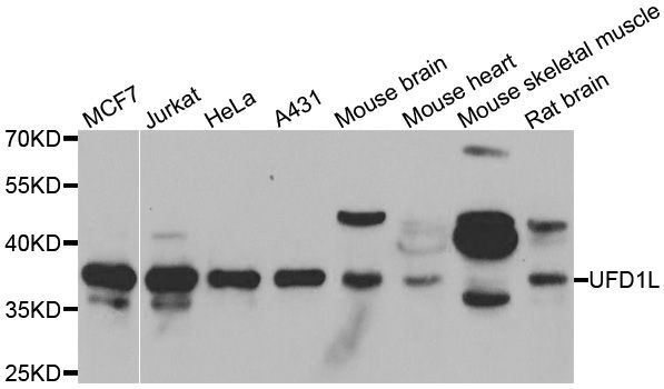 Western blot - UFD1L Polyclonal Antibody (144-06783)