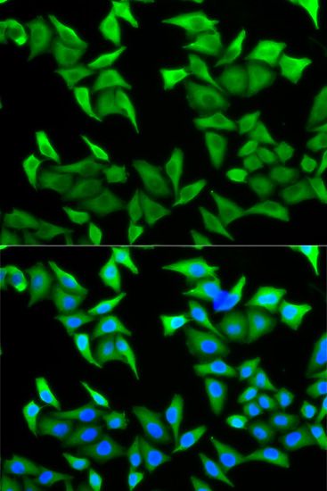 Immunofluorescence - PVRL2 antibody (144-05378)
