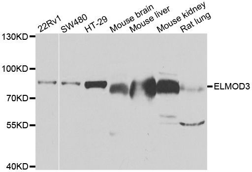 Western blot - ELMO3 Polyclonal Antibody (144-07182)