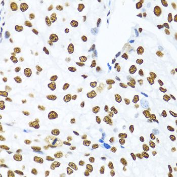 Immunohistochemistry - KHDRBS1 antibody (144-06101)