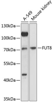 Western blot