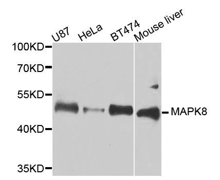 Western blot - MAPK8 Polyclonal Antibody (144-00288)