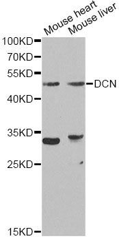 Western blot - DCN Polyclonal Antibody (144-01669)