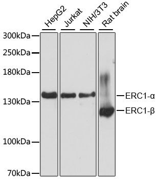 Western blot - ERC1 antibody (144-61479)