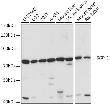 Western blot - SGPL1 antibody (144-015745)