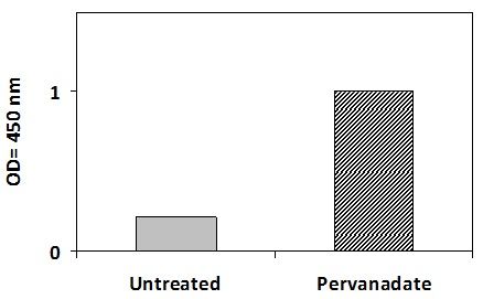 Met Pervanadate Stimulation of Jurkat Cell Line