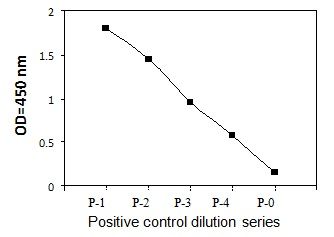 PEL-PDGFRB-Y Positive Control