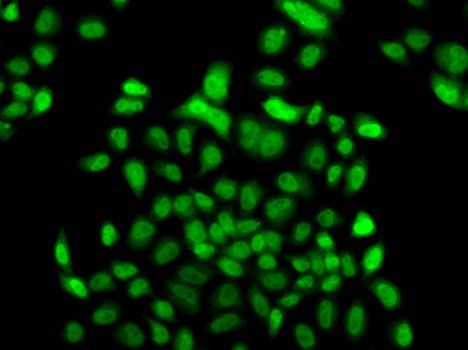 Immunofluorescence - FBXO7 Polyclonal Antibody (144-07464)