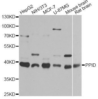 Western blot - PPID Polyclonal Antibody (144-06949)
