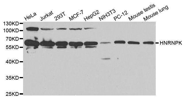 Western blot - HNRNPK antibody (144-01701)