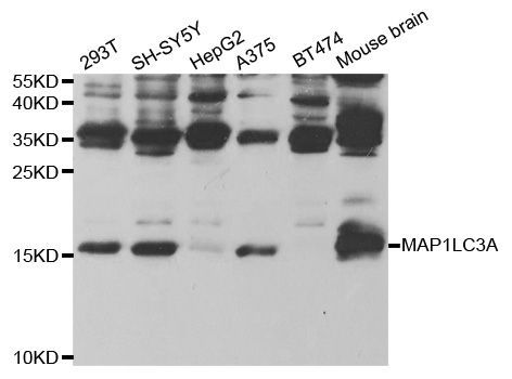 Western blot - MAP1LC3A Polyclonal Antibody (144-05618)