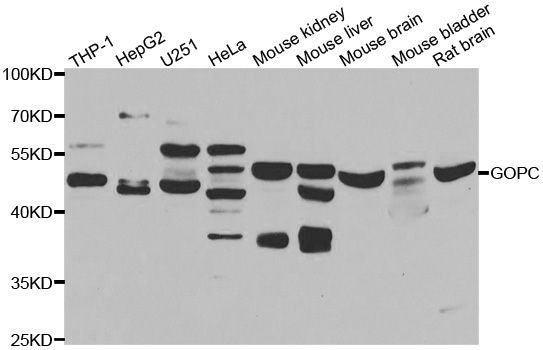 Western blot - GOPC Polyclonal Antibody (144-07513)