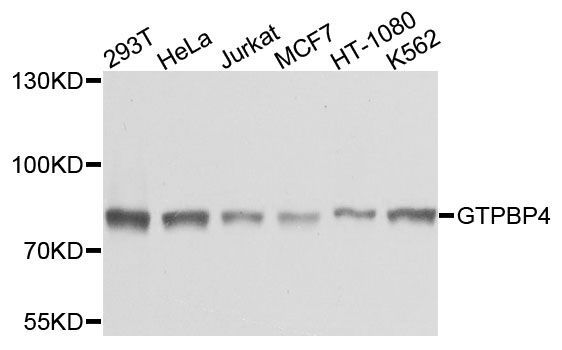 Western blot - GTPBP4 Polyclonal Antibody (144-04565)