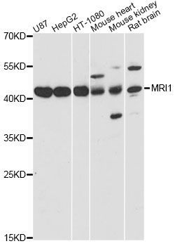 Western blot - MRI1 antibody (144-60642)