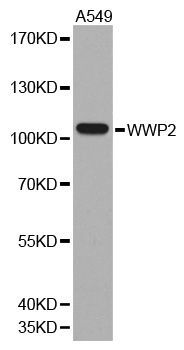 Western blot - WWP2 antibody (144-61343)