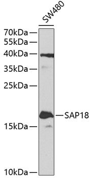 Western blot