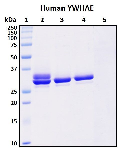 SDS-PAGE