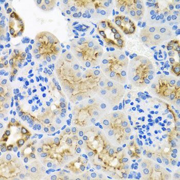 Immunohistochemistry - STX7 antibody (144-08057)