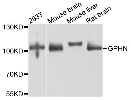 Western blot - GPHN Polyclonal Antibody (144-08572)