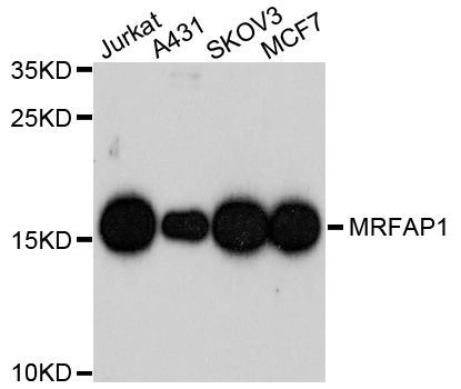 Western blot - MRFAP1 antibody (144-08739)