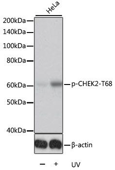 Western blot