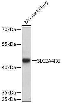 Western blot