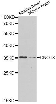 Western blot - CNOT8 Antibody (144-08058)