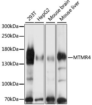 Western blot - MTMR4 antibody (144-61007)