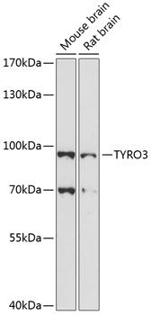 Western blot
