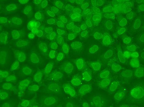 Immunofluorescence - TARBP2 antibody (144-07533)