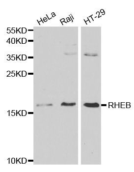 Western blot - RHEB antibody (144-01165)