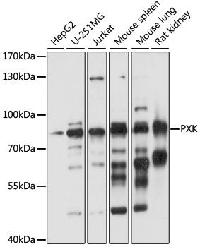 Western blot - PXK antibody (144-61065)