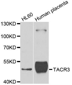 Western blot - TACR3 antibody (144-07220)